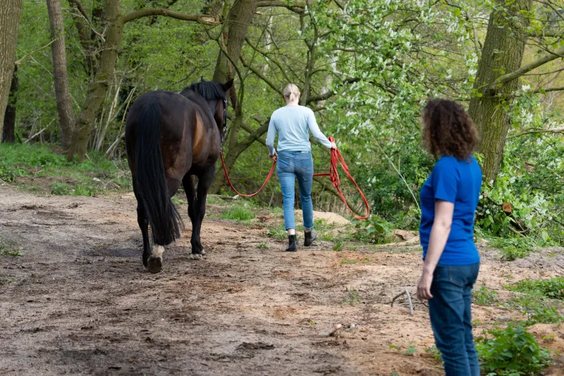 Dr. Kruse beobachtet das Gangbild eines Pferdes, das im Wald vorgeführt wird
